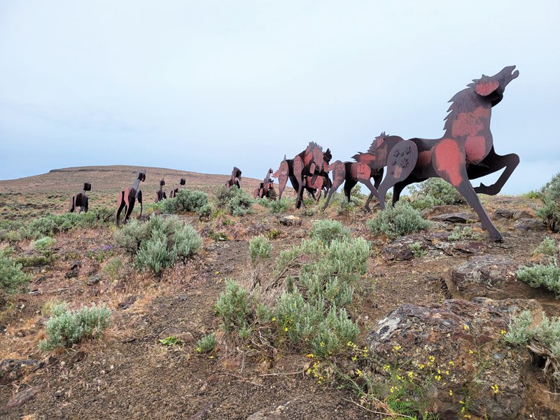 Grandfather Cuts Loose the Ponies