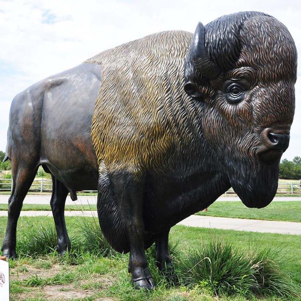 bison for sale