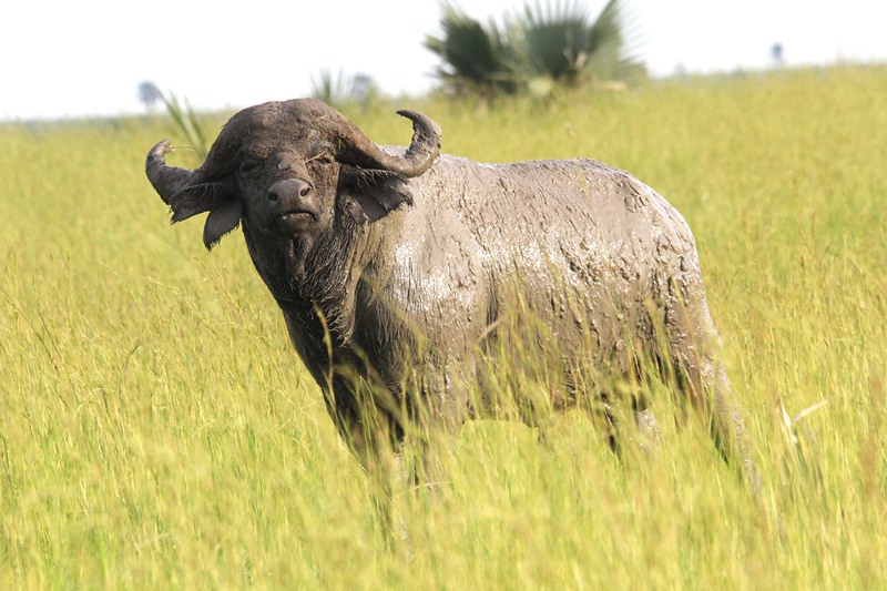 buffalo statue outdoor