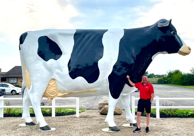 black and White Cows