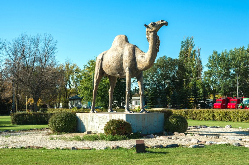 Standing Bronze large camel