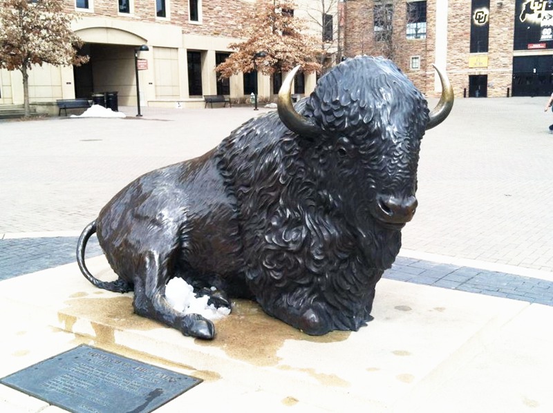 life size bison lying down